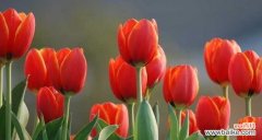探究郁金香的象征意义 郁金香的寓意与象征
