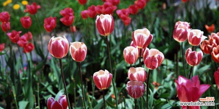 揭秘郁金香的寓意及象征意义 郁金香