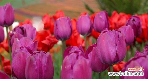 荷兰风车下的勇敢之花 郁金香