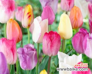 荷兰风车下的勇敢之花 郁金香