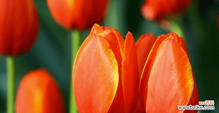 用花语解读郁金香 郁金香花语与寓意