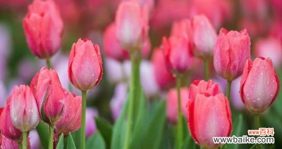 用花语解读郁金香 郁金香花语与寓意