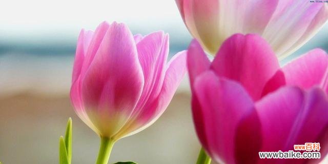 揭示郁金香的浪漫与情感 郁金香花语