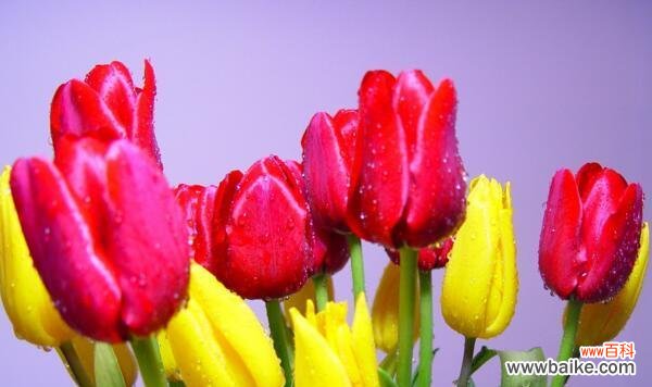探寻郁金香花语的秘密 郁金香花语的意义及象征——揭示花朵背后的深情告白