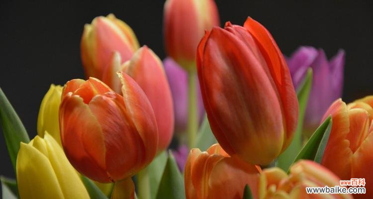 揭示郁金香花背后的故事 郁金香花的象征意义与文化传承