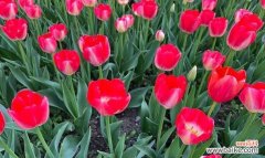 探寻郁金香花语所传达的情感和象征 郁金香花语的深层含义