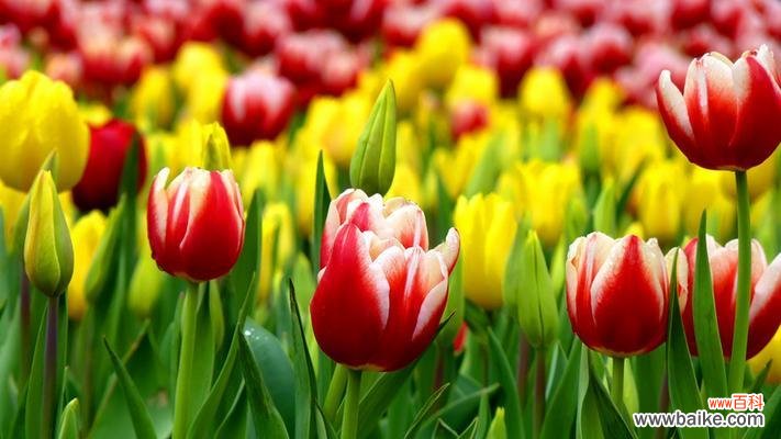 深入探索粉色郁金香的花语之美 粉色郁金香花语的魅力