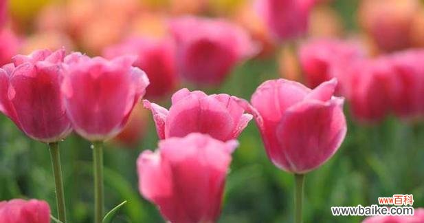 深入探索粉色郁金香的花语之美 粉色郁金香花语的魅力