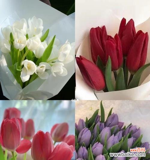 探索郁金香的神秘语言 郁金香花语及代表意义