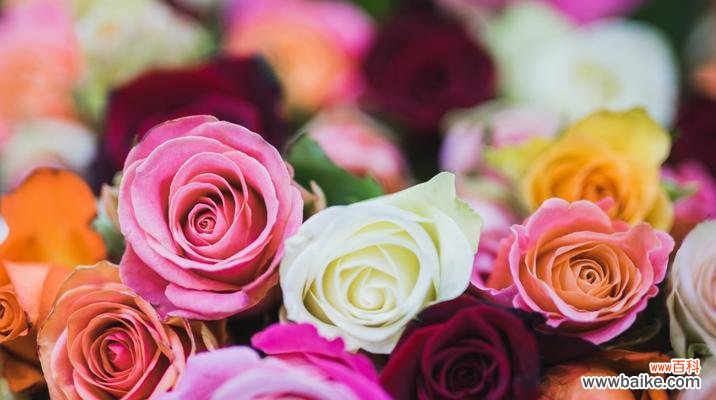 探寻爱情长久之道 爱情长久如花