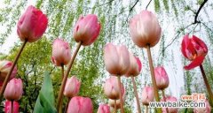 探索郁金香的历史与文化 郁金香的象征意义