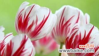 一种傲立于花海的高雅之花 郁金香之美