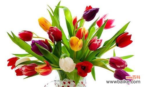 以郁金香送几朵的含义探索 郁金香的花语与寓意