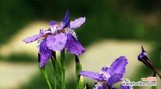 揭示鸢尾草的秘密之旅 鸢尾草的寓意与象征