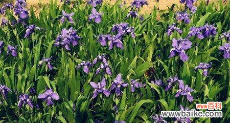 揭示鸢尾草的秘密之旅 鸢尾草的寓意与象征