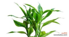 花开富贵 祥瑞之花