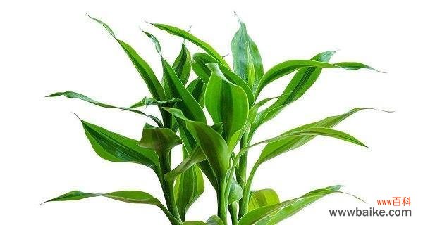 花开富贵 祥瑞之花