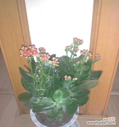 花开富贵 祥瑞之花