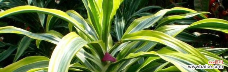 花开富贵 祥瑞之花