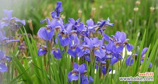 揭示鸢尾花的花语与人情世故 鸢尾花