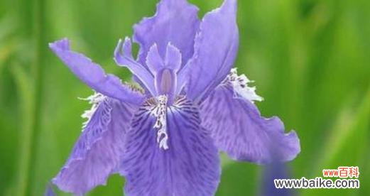 揭示鸢尾花的花语与人情世故 鸢尾花
