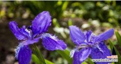 借花传情 鸢尾花之语