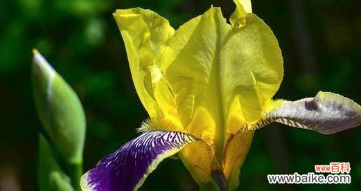 寻找生命的平衡之美 鸢尾花的寓意与象征