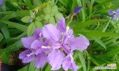 传递友谊 鸢尾花的寓意与适合送礼对象