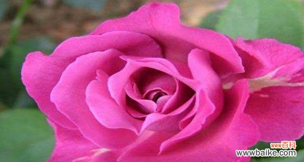 探索月季花所传达的情感和寓意 月季的花语