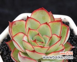 绽放于黑夜 月光花