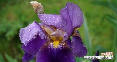 鸢尾兰花语传递生活中的希望与美好 鸢尾兰