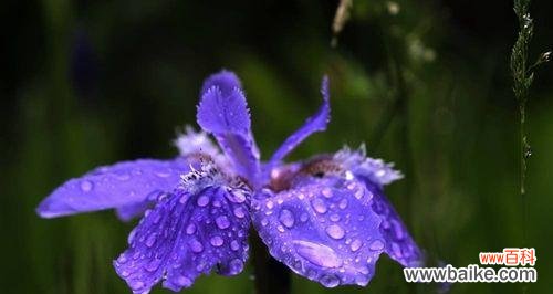 鸢尾兰花语传递生活中的希望与美好 鸢尾兰