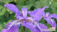 探索鸢尾兰花语的深刻内涵 鸢尾兰花语的魅力