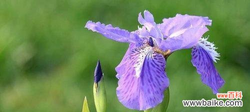 探寻鸢尾花的美丽寓意和含义 鸢尾花