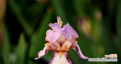探寻鸢尾花的美丽寓意和含义 鸢尾花
