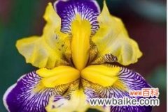 探寻鸢尾花的美丽寓意和含义 鸢尾花