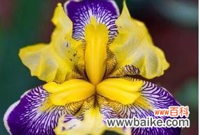 探寻鸢尾花的美丽寓意和含义 鸢尾花