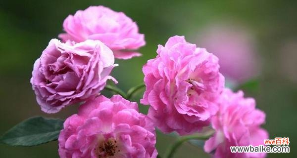 解读月季花的不同花语 月季花的花语与意义