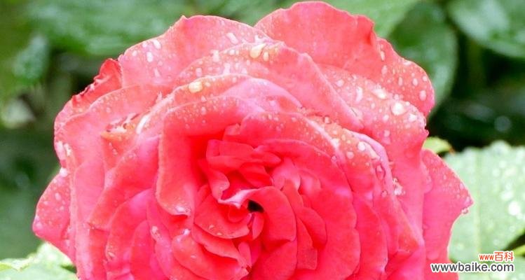 解读月季花的不同花语 月季花的花语与意义