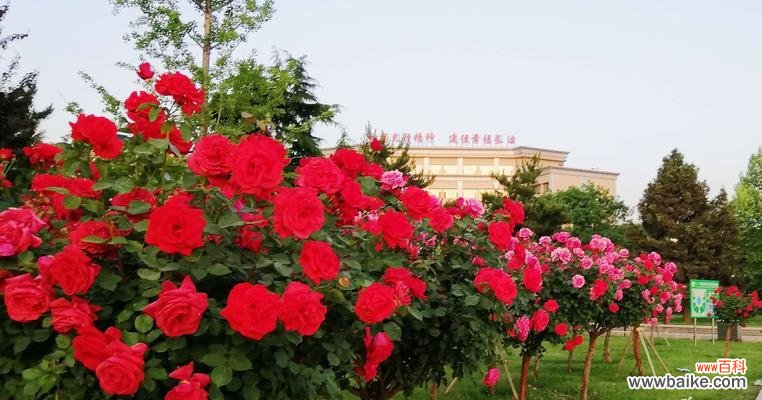 揭示月季花的丰富内涵与美学价值 月季花的寓意