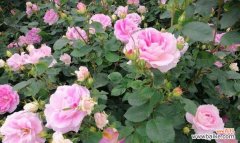 揭示月季花的丰富内涵与美学价值 月季花的寓意