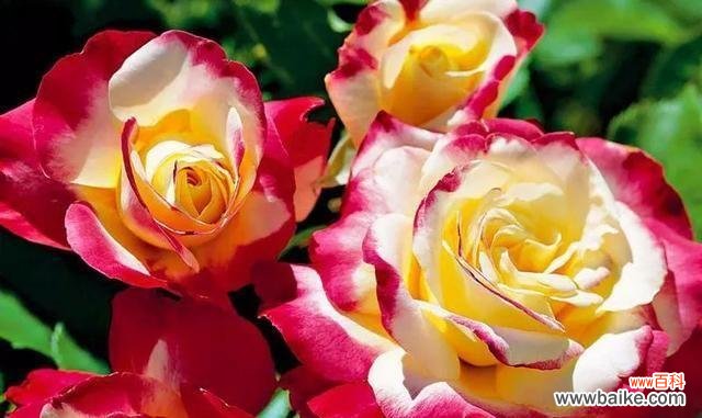 揭示月季花的丰富内涵与美学价值 月季花的寓意