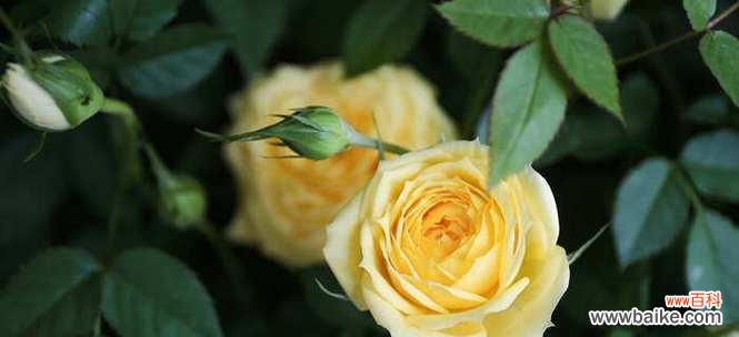 探寻月季花的花语意义及文化传承 月季花语