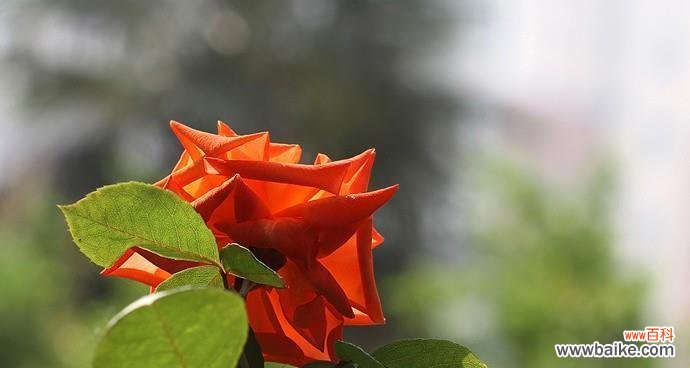 探寻月季花的花语意义及文化传承 月季花语