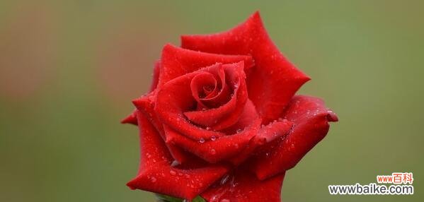 美丽的月季花 月季花