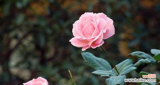 花语传情 月季之美