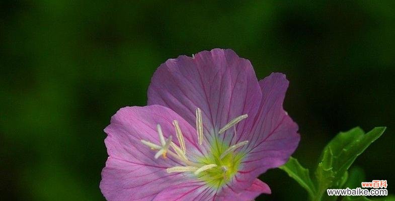 月见草的花语与传说 月见草花语与传说