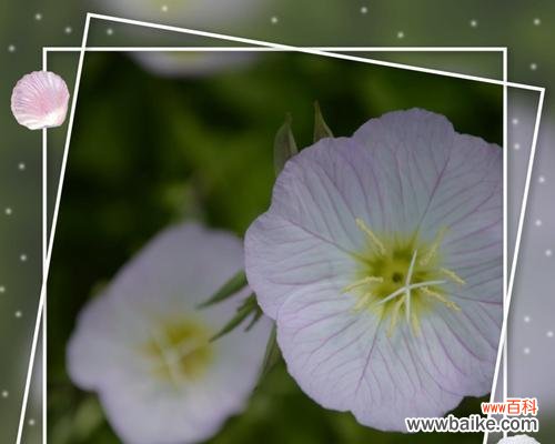 月见草的花语与传说 月见草花语与传说