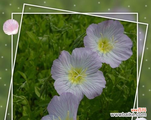 月见草的花语与传说 月见草花语与传说