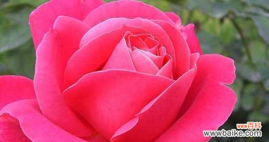 深入了解月季花的花语及其寓意 月季花语